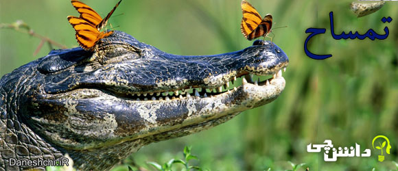 Crocodile..jpg